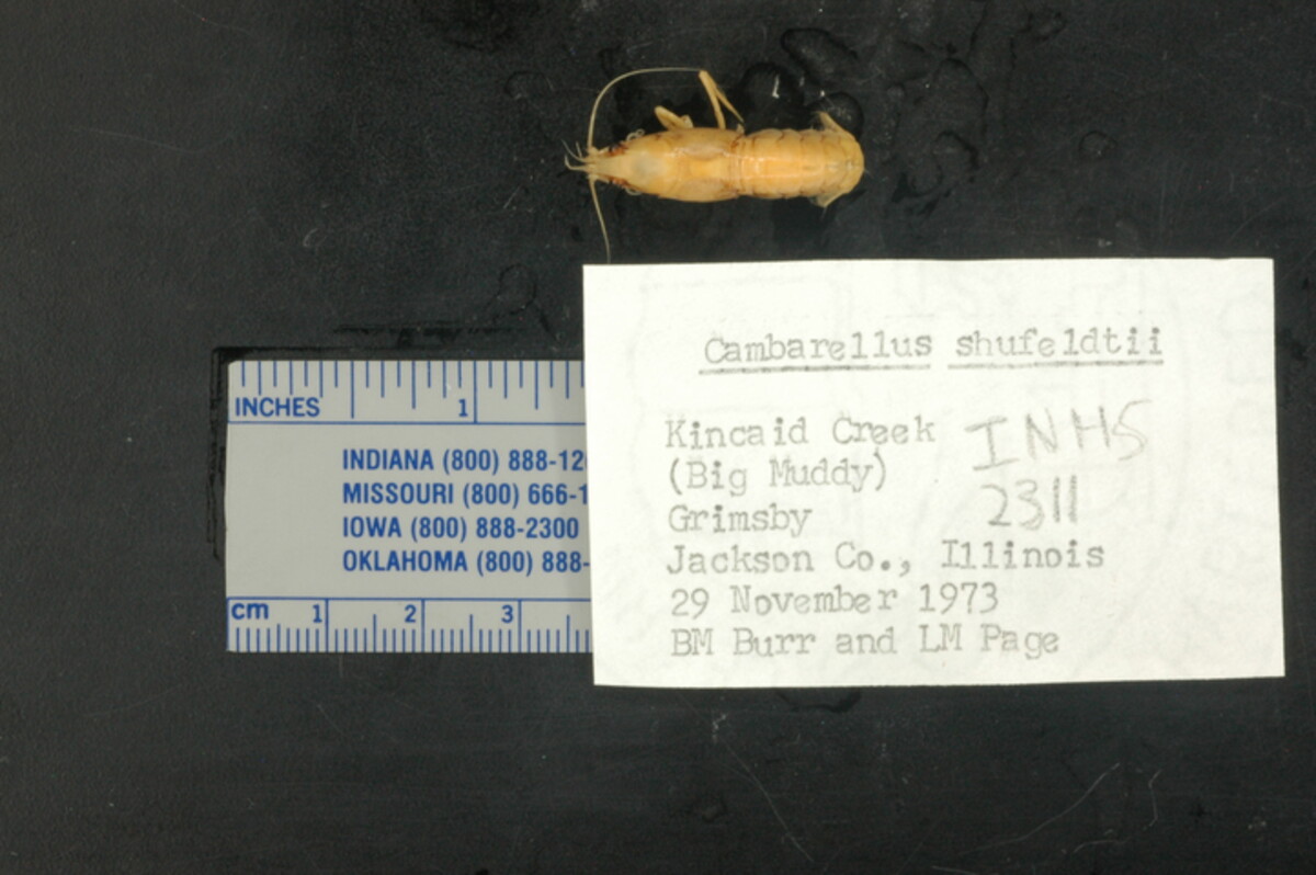 Cambarellus shufeldtii image